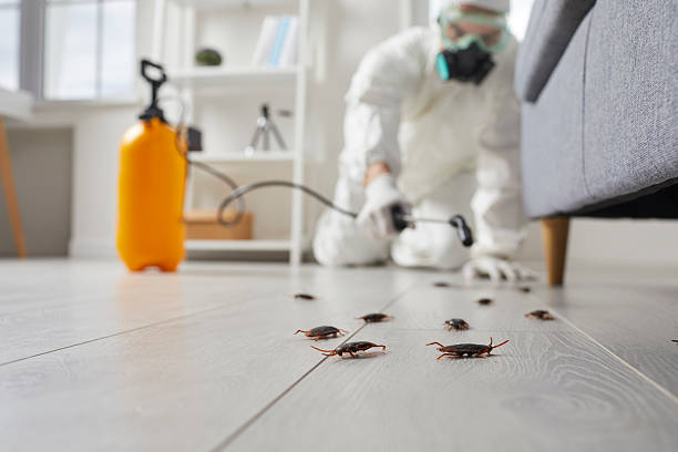 Commercial Kitchen Cockroach Control in Roanoke